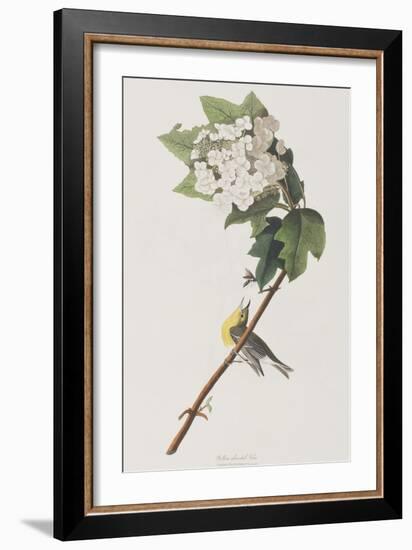 Illustration from 'Birds of America', 1827-38-John James Audubon-Framed Giclee Print