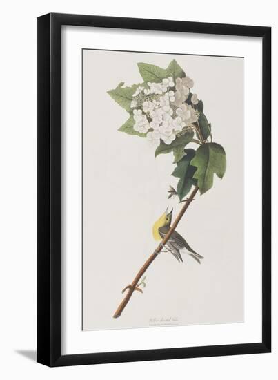 Illustration from 'Birds of America', 1827-38-John James Audubon-Framed Giclee Print