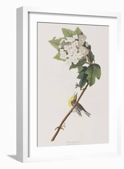 Illustration from 'Birds of America', 1827-38-John James Audubon-Framed Giclee Print