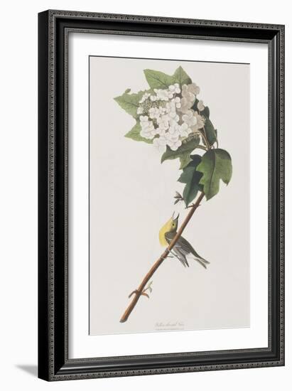 Illustration from 'Birds of America', 1827-38-John James Audubon-Framed Giclee Print