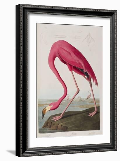 Illustration from 'Birds of America', 1827-38-John James Audubon-Framed Giclee Print