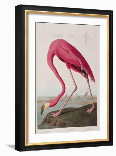 Illustration from 'Birds of America', 1827-38-John James Audubon-Framed Giclee Print