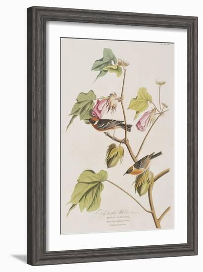 Illustration from 'Birds of America', 1827-38-John James Audubon-Framed Giclee Print