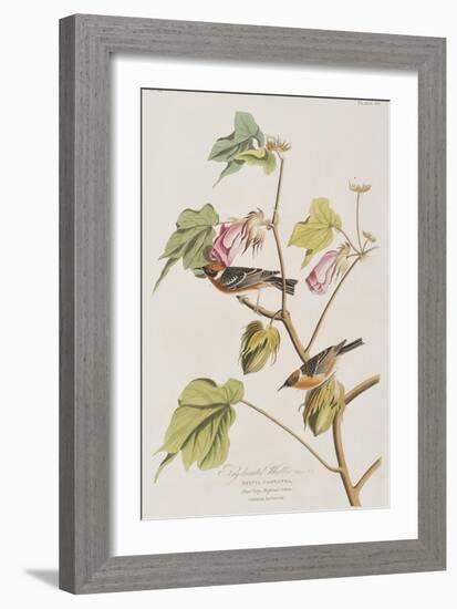 Illustration from 'Birds of America', 1827-38-John James Audubon-Framed Giclee Print