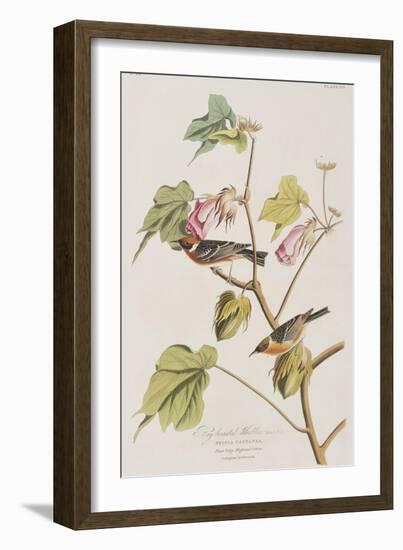 Illustration from 'Birds of America', 1827-38-John James Audubon-Framed Giclee Print