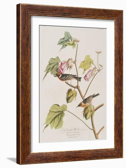 Illustration from 'Birds of America', 1827-38-John James Audubon-Framed Giclee Print