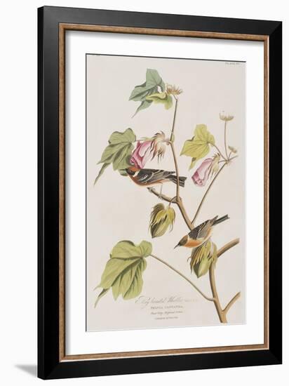 Illustration from 'Birds of America', 1827-38-John James Audubon-Framed Giclee Print