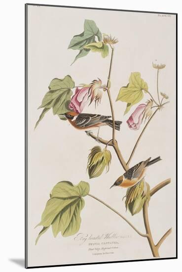 Illustration from 'Birds of America', 1827-38-John James Audubon-Mounted Giclee Print