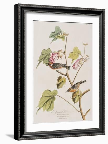 Illustration from 'Birds of America', 1827-38-John James Audubon-Framed Giclee Print