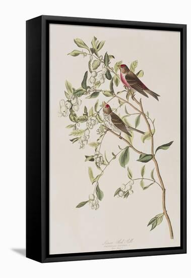 Illustration from 'Birds of America', 1827-38-John James Audubon-Framed Premier Image Canvas