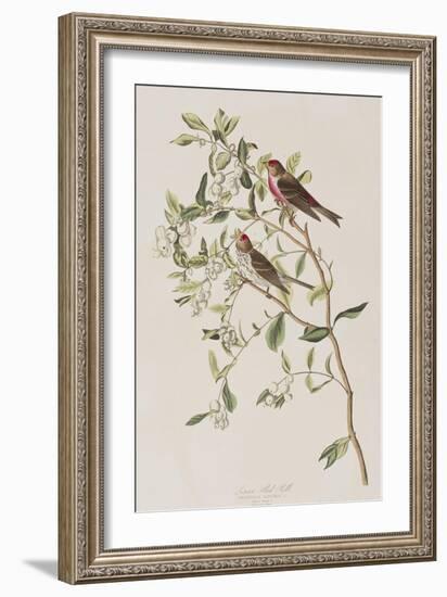 Illustration from 'Birds of America', 1827-38-John James Audubon-Framed Giclee Print