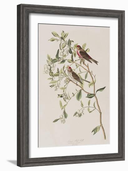 Illustration from 'Birds of America', 1827-38-John James Audubon-Framed Giclee Print