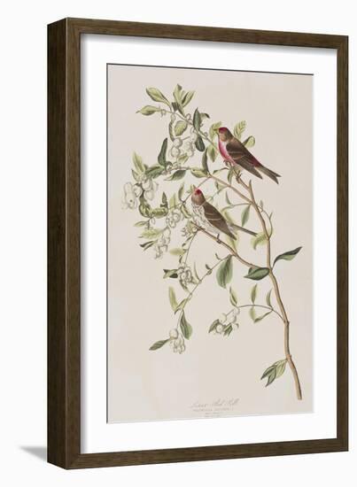 Illustration from 'Birds of America', 1827-38-John James Audubon-Framed Giclee Print