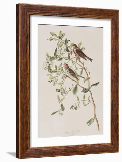 Illustration from 'Birds of America', 1827-38-John James Audubon-Framed Giclee Print