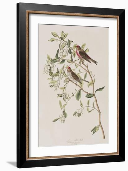 Illustration from 'Birds of America', 1827-38-John James Audubon-Framed Giclee Print