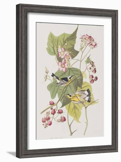 Illustration from 'Birds of America', 1827-38-John James Audubon-Framed Giclee Print