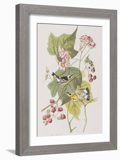 Illustration from 'Birds of America', 1827-38-John James Audubon-Framed Giclee Print