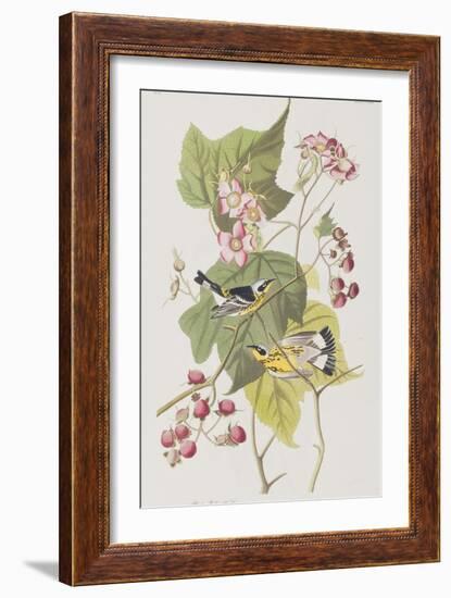 Illustration from 'Birds of America', 1827-38-John James Audubon-Framed Giclee Print