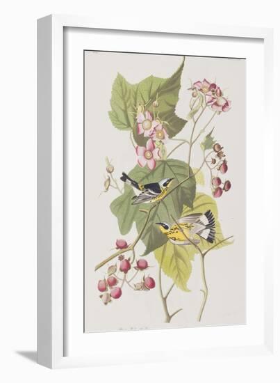 Illustration from 'Birds of America', 1827-38-John James Audubon-Framed Giclee Print