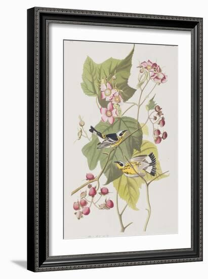 Illustration from 'Birds of America', 1827-38-John James Audubon-Framed Giclee Print