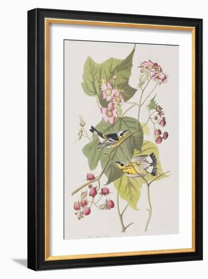 Illustration from 'Birds of America', 1827-38-John James Audubon-Framed Giclee Print