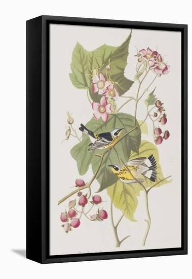 Illustration from 'Birds of America', 1827-38-John James Audubon-Framed Premier Image Canvas