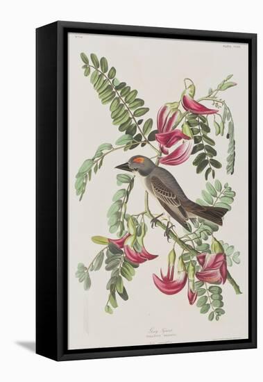 Illustration from 'Birds of America', 1827-38-John James Audubon-Framed Premier Image Canvas