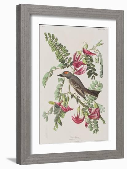 Illustration from 'Birds of America', 1827-38-John James Audubon-Framed Giclee Print