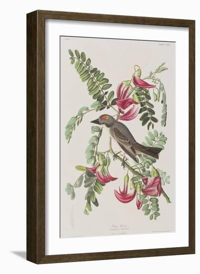 Illustration from 'Birds of America', 1827-38-John James Audubon-Framed Giclee Print