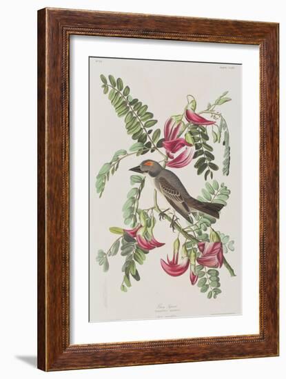 Illustration from 'Birds of America', 1827-38-John James Audubon-Framed Giclee Print