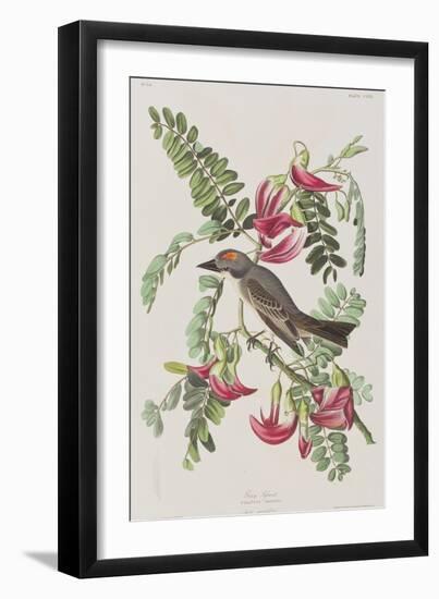 Illustration from 'Birds of America', 1827-38-John James Audubon-Framed Giclee Print