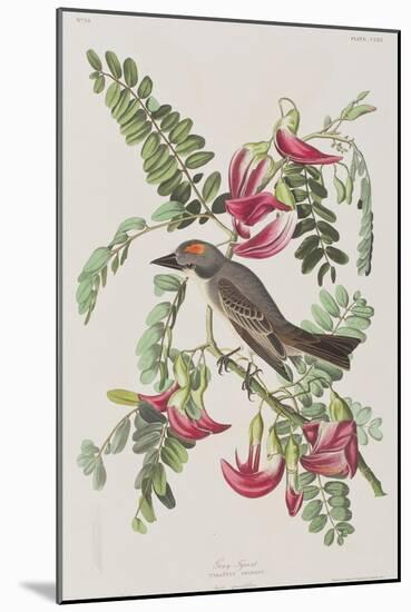 Illustration from 'Birds of America', 1827-38-John James Audubon-Mounted Giclee Print