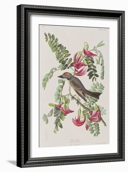 Illustration from 'Birds of America', 1827-38-John James Audubon-Framed Giclee Print