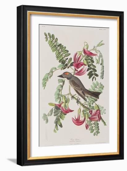 Illustration from 'Birds of America', 1827-38-John James Audubon-Framed Giclee Print