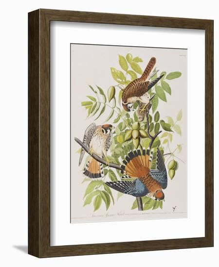 Illustration from 'Birds of America', 1827-38-John James Audubon-Framed Giclee Print