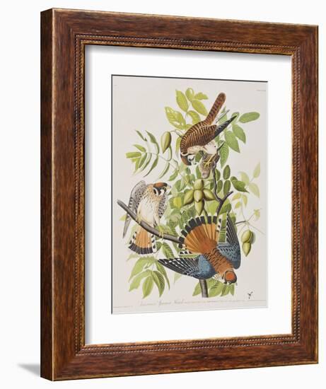 Illustration from 'Birds of America', 1827-38-John James Audubon-Framed Giclee Print