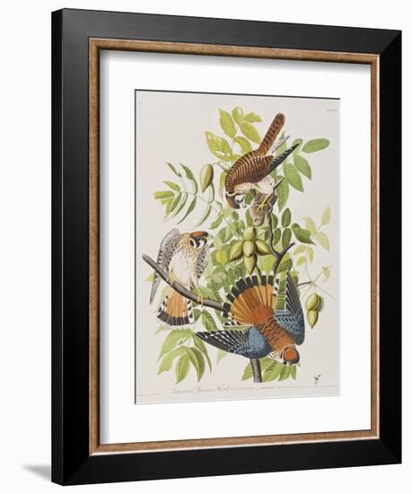 Illustration from 'Birds of America', 1827-38-John James Audubon-Framed Giclee Print