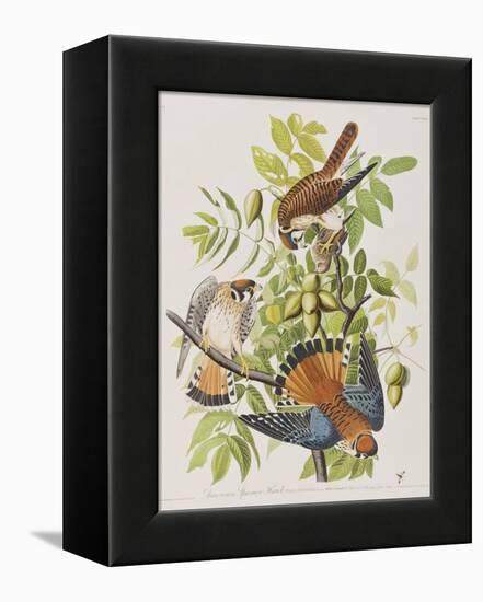 Illustration from 'Birds of America', 1827-38-John James Audubon-Framed Premier Image Canvas