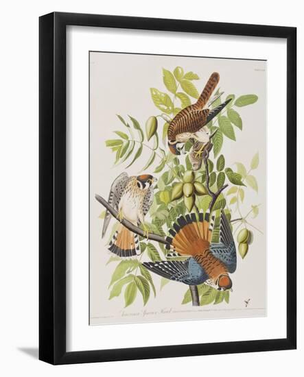 Illustration from 'Birds of America', 1827-38-John James Audubon-Framed Giclee Print