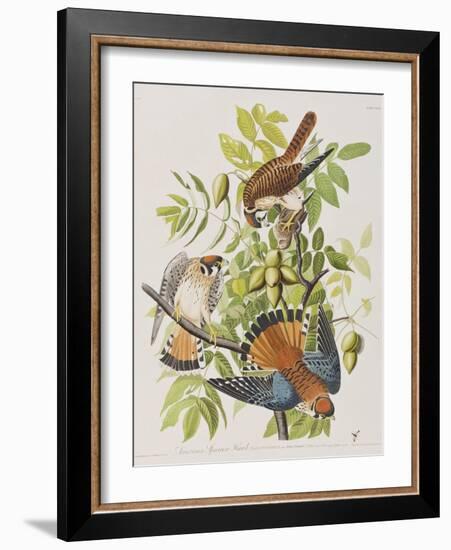 Illustration from 'Birds of America', 1827-38-John James Audubon-Framed Giclee Print