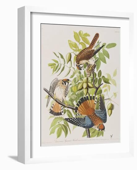 Illustration from 'Birds of America', 1827-38-John James Audubon-Framed Giclee Print