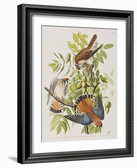 Illustration from 'Birds of America', 1827-38-John James Audubon-Framed Giclee Print