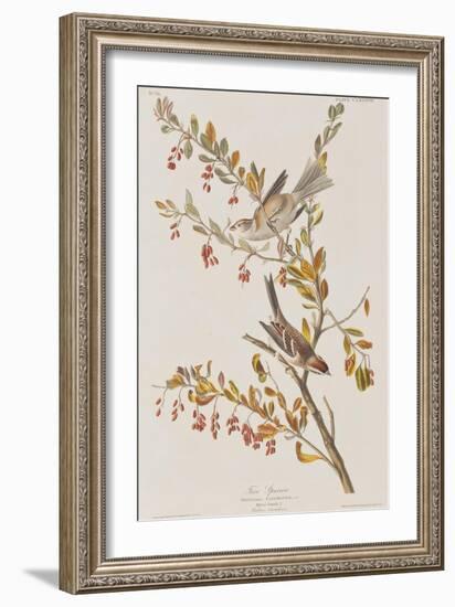 Illustration from 'Birds of America', 1827-38-John James Audubon-Framed Giclee Print