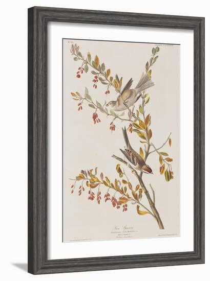 Illustration from 'Birds of America', 1827-38-John James Audubon-Framed Giclee Print