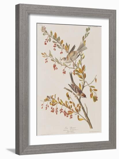 Illustration from 'Birds of America', 1827-38-John James Audubon-Framed Giclee Print