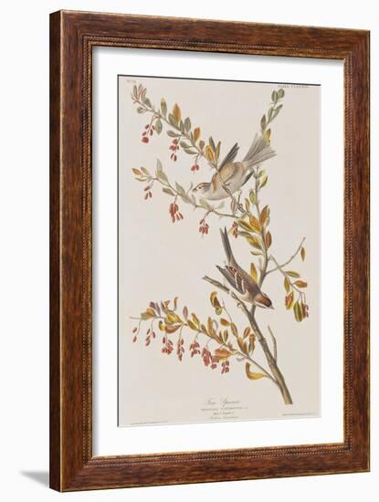 Illustration from 'Birds of America', 1827-38-John James Audubon-Framed Giclee Print