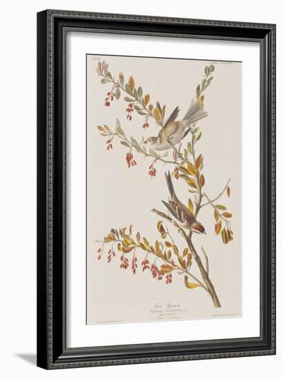 Illustration from 'Birds of America', 1827-38-John James Audubon-Framed Giclee Print