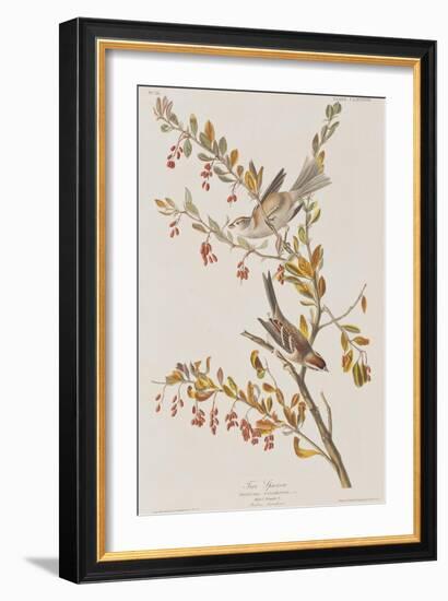 Illustration from 'Birds of America', 1827-38-John James Audubon-Framed Giclee Print