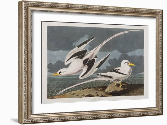 Illustration from 'Birds of America', 1827-38-John James Audubon-Framed Giclee Print