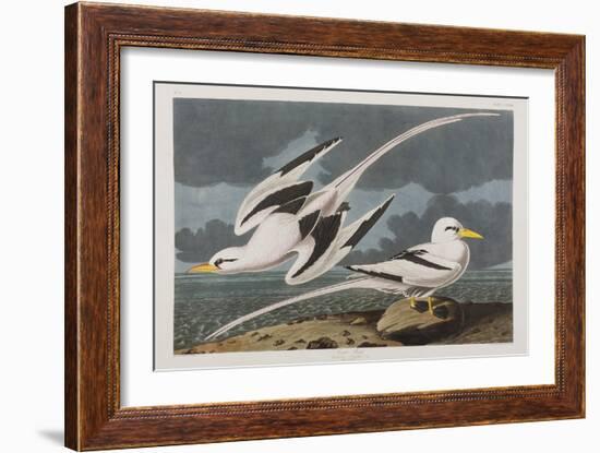 Illustration from 'Birds of America', 1827-38-John James Audubon-Framed Giclee Print